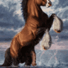 EquineCurious