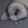 faultysleddog