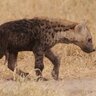 Hyenacub