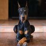 Dobermans