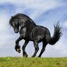 Animallover!