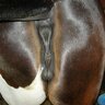 I love horses ass