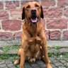 Manni-the-Dog