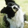 thetwistedcollie