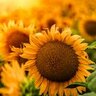 sunflowerfeilds