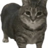 Neroderp
