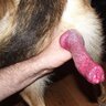 BestialityMaN42BisexDolSl