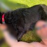 DogDom30
