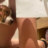 Foxy DogsBitch