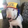 bullitbully