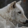Star Wolfy
