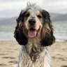 knottyspaniel