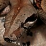 SnakeGuy33
