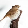 wood_thrush