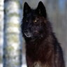 shadowwolf117