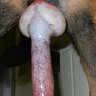 Knottingleyk9