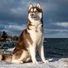 joshua_husky