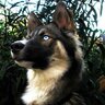 Xelas_Shep