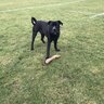 dogguy94