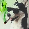 Huskylover420