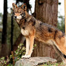 RedWolf