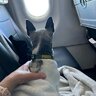 k9transqueen