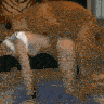 Wolf091970