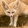 BlazingFennec420