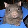 hnwombat