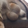 HornyLion12