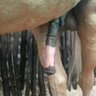 equinetraits54