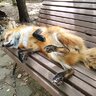 Kyu fox