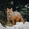cutewolf