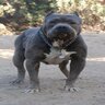 nightdog8