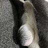 Aus_89