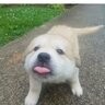 zzzgremlin