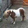 superpony59!