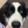 bordercollie69