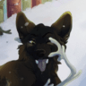 simondogz