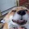 scrambledog