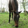 horseyluvey