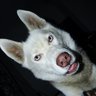 WolfTDI