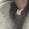 cerdo