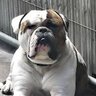 bullenbeisser