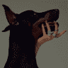 lovesdogBony