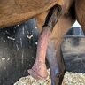 YummyHorsecocks