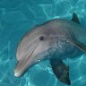dolphln250~