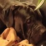 surreydogsperm