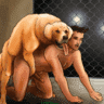 K9son4dad