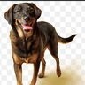 k9westerneuropeaddict